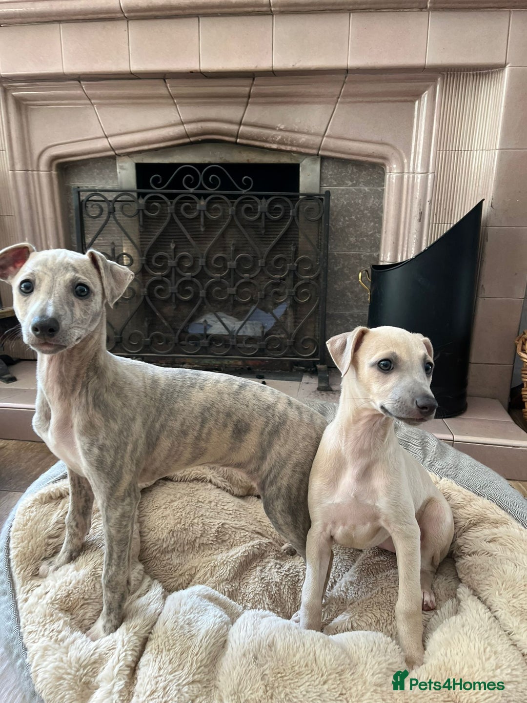 Mixed Breed dogs for sale:  🐶✨ ADORABLE WIGGY PUPPIES – licenced  breeder  - Image 4