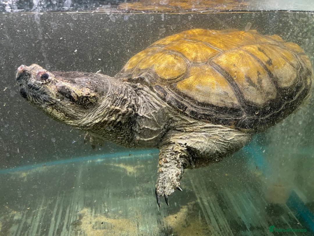 Turtle reptiles for sale: Common Snapping Turtle - Advert 1