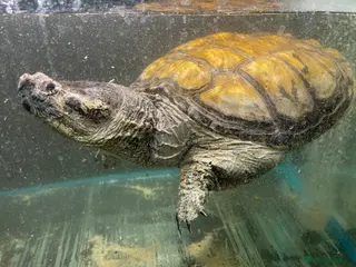 Turtle reptiles Common Snapping Turtle - Advert 1