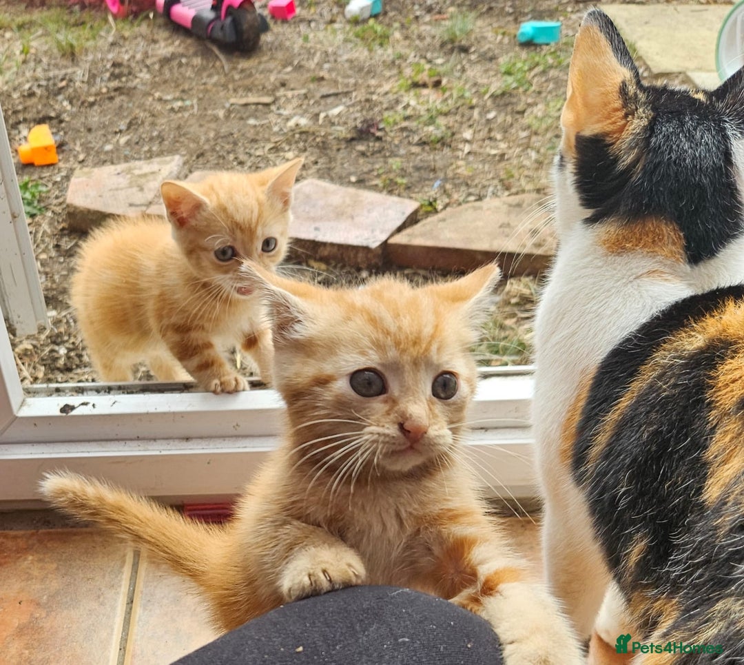 Mixed Breed cats for sale: 4 beautiful kittens and mum for sale  - Image 2