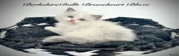 Ragdoll cats for sale: Gorgeous kittens with true ragdoll character - Advert 5