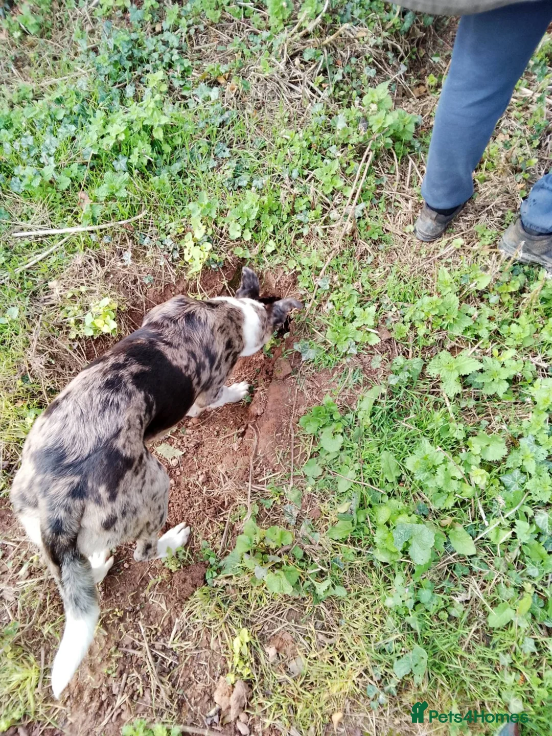 Lurcher dogs for sale: Lurcher for sale  - Advert 4