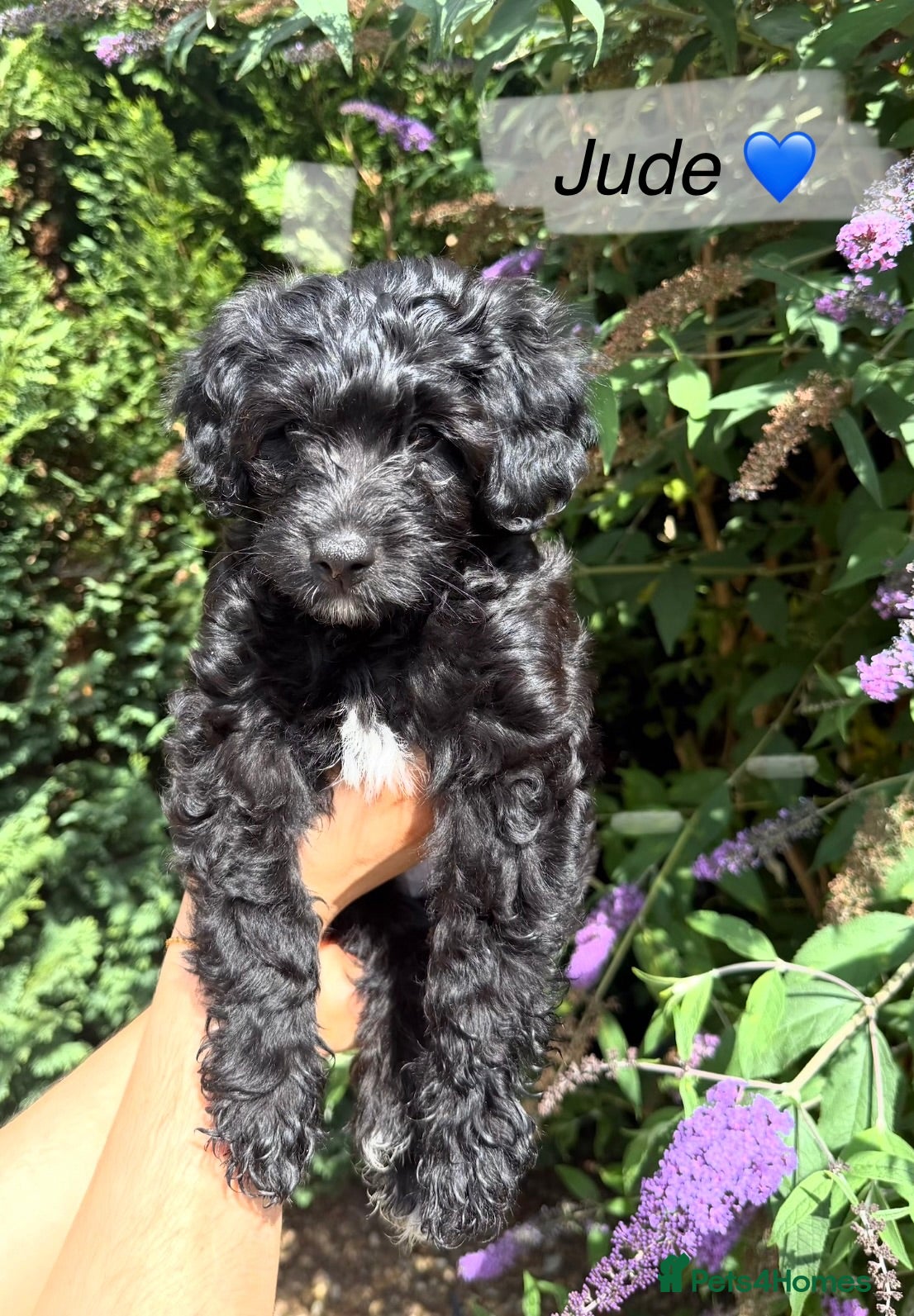 Mixed Breed dogs Miniature Poodle Cross Puppies – 4 Remaining - Advert 2