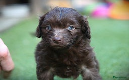 Bordoodle dogs for sale: Gorgeous Bordoodles 🤎 - Image 7
