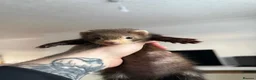 Ferret rodents for sale: Hobs and Jills - Advert 6