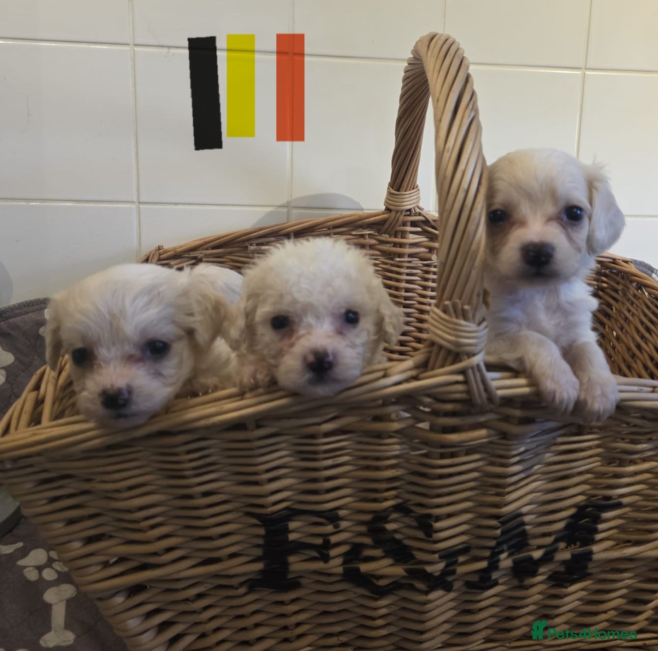 Mixed Breed dogs 9 Beautiful Cockerchon puppy's ready soon - Advert 9