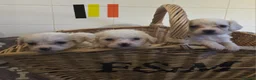 Mixed Breed dogs for sale: 9 Beautiful Cockerchon puppy's ready soon - Advert 1