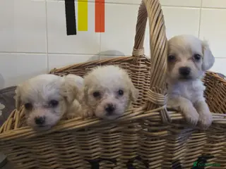 Mixed Breed dogs 9 Beautiful Cockerchon puppy's ready soon - Advert 17