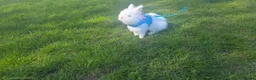 Lionhead rabbits for sale: Double Lionhead in Huddersfield - Advert 3