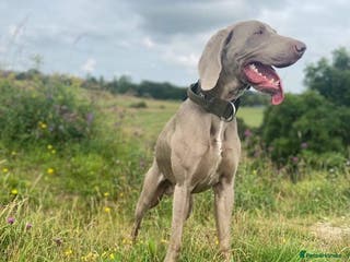 Weimaraner dogs beautiful Weimaraner super stud proven in Durham - Advert 2