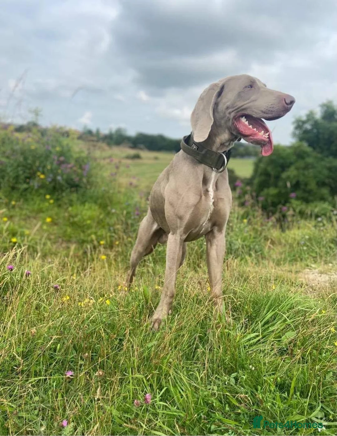 Weimaraner dogs for stud: beautiful Weimaraner super stud proven  in Durham - Advert 1