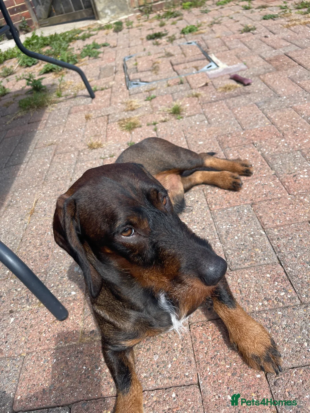 Dachshund dogs for stud: Dachshund standard (Teckle)  - Advert 4