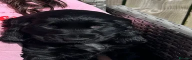 Cocker Spaniel Puppy 7