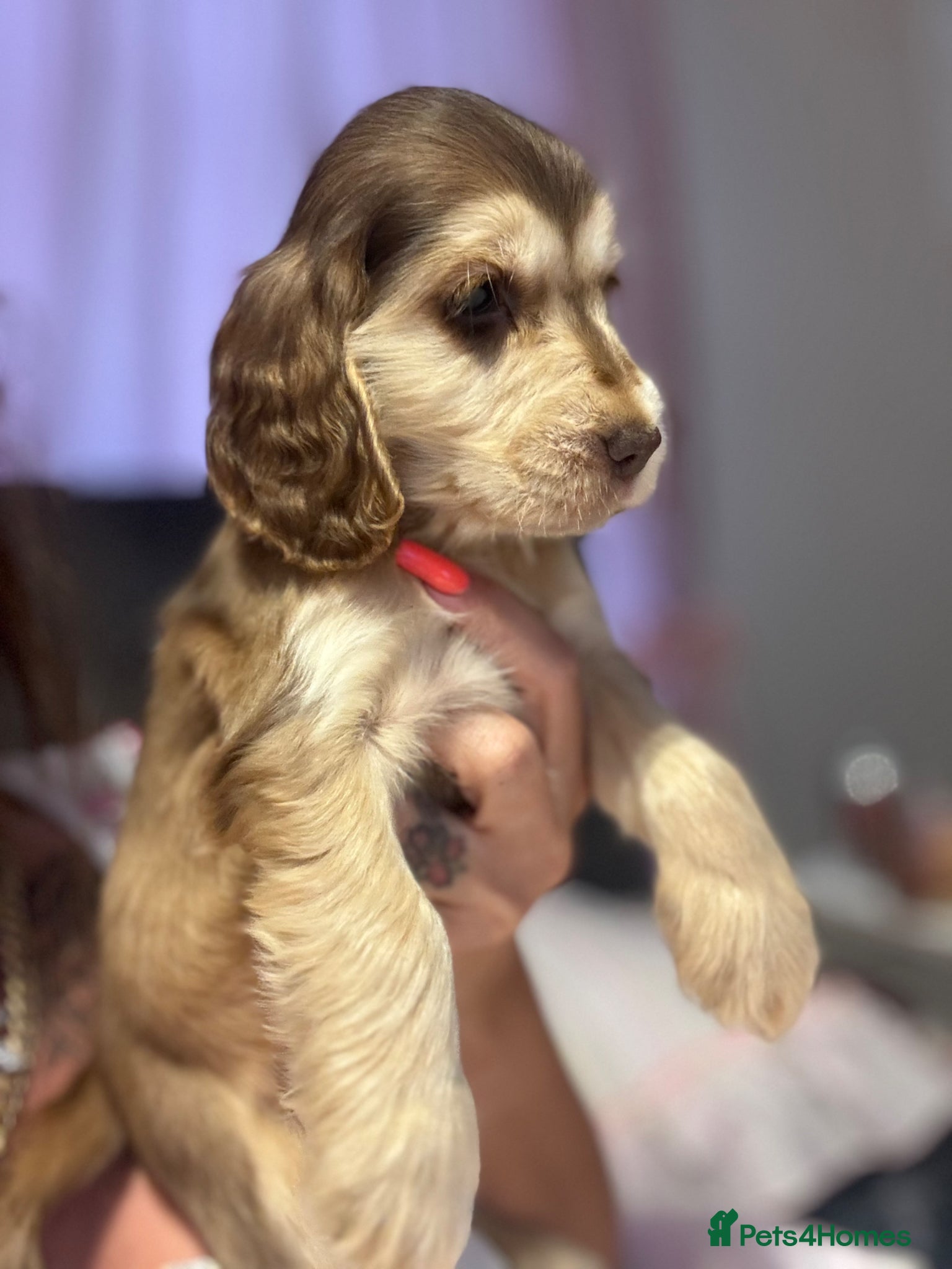 Cocker Spaniel dogs Beautiful KC registered show spaniels ready now  - Advert 9