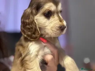 Cocker Spaniel dogs Beautiful KC registered show spaniels ready now - Advert 9