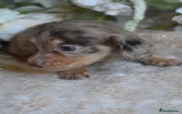 Miniature Dachshund dogs for sale: KC Long Coat Miniature Dachshund Puppies - Image 4