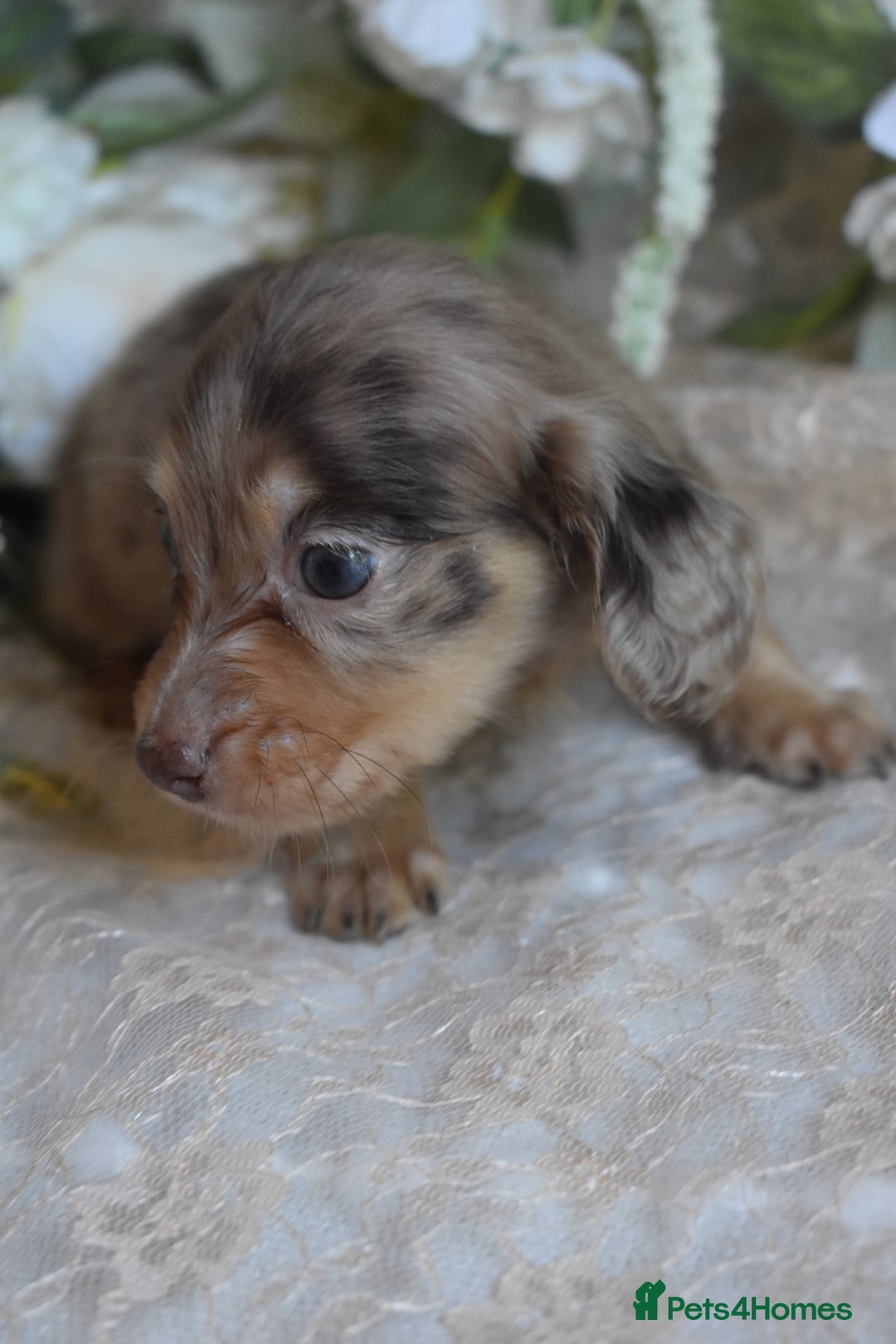 Miniature Dachshund dogs for sale: KC Long Coat Miniature Dachshund Puppies - Image 4