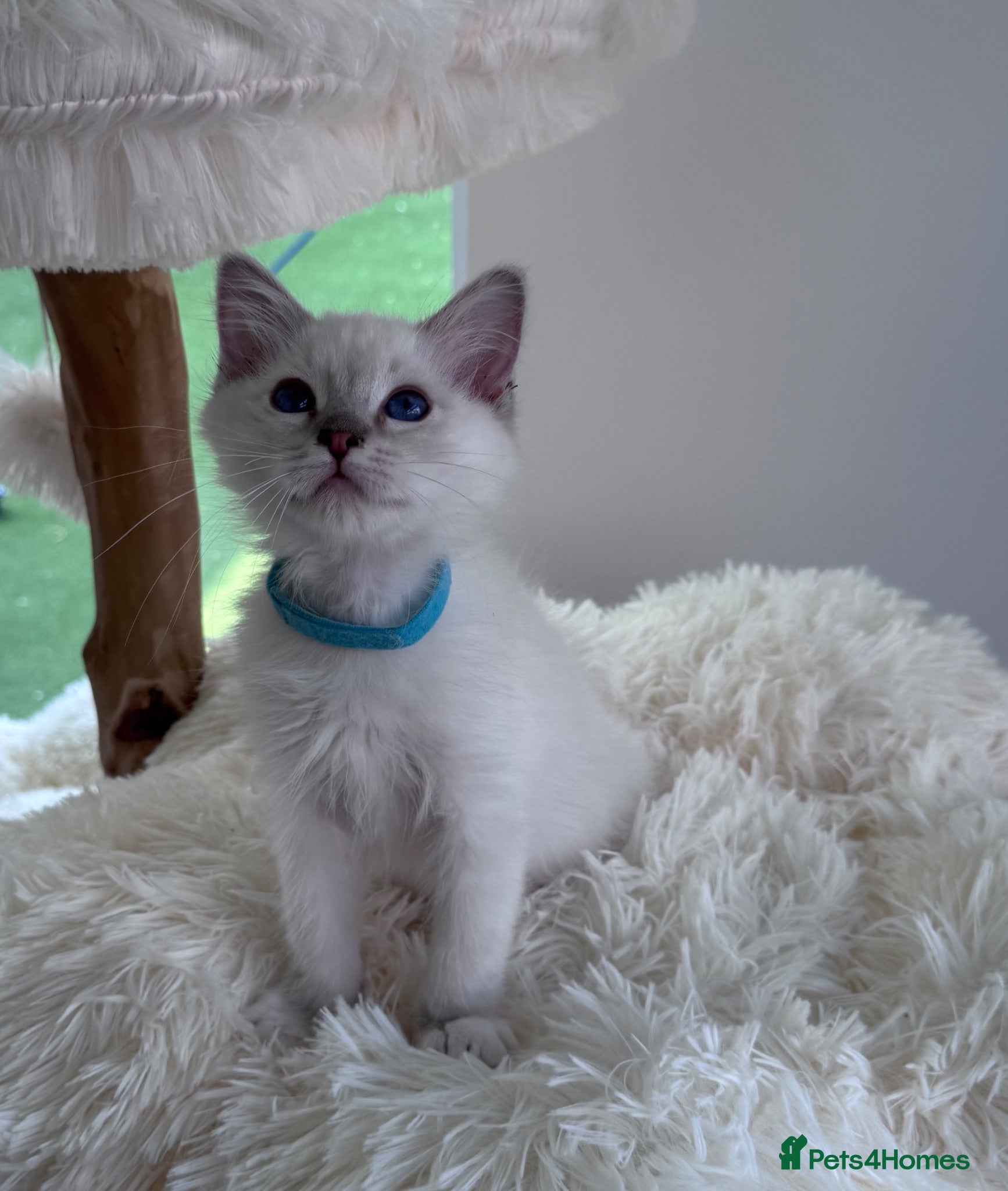 Ragdoll cats Beautiful TICA registered Ragdoll kittens  - Advert 1