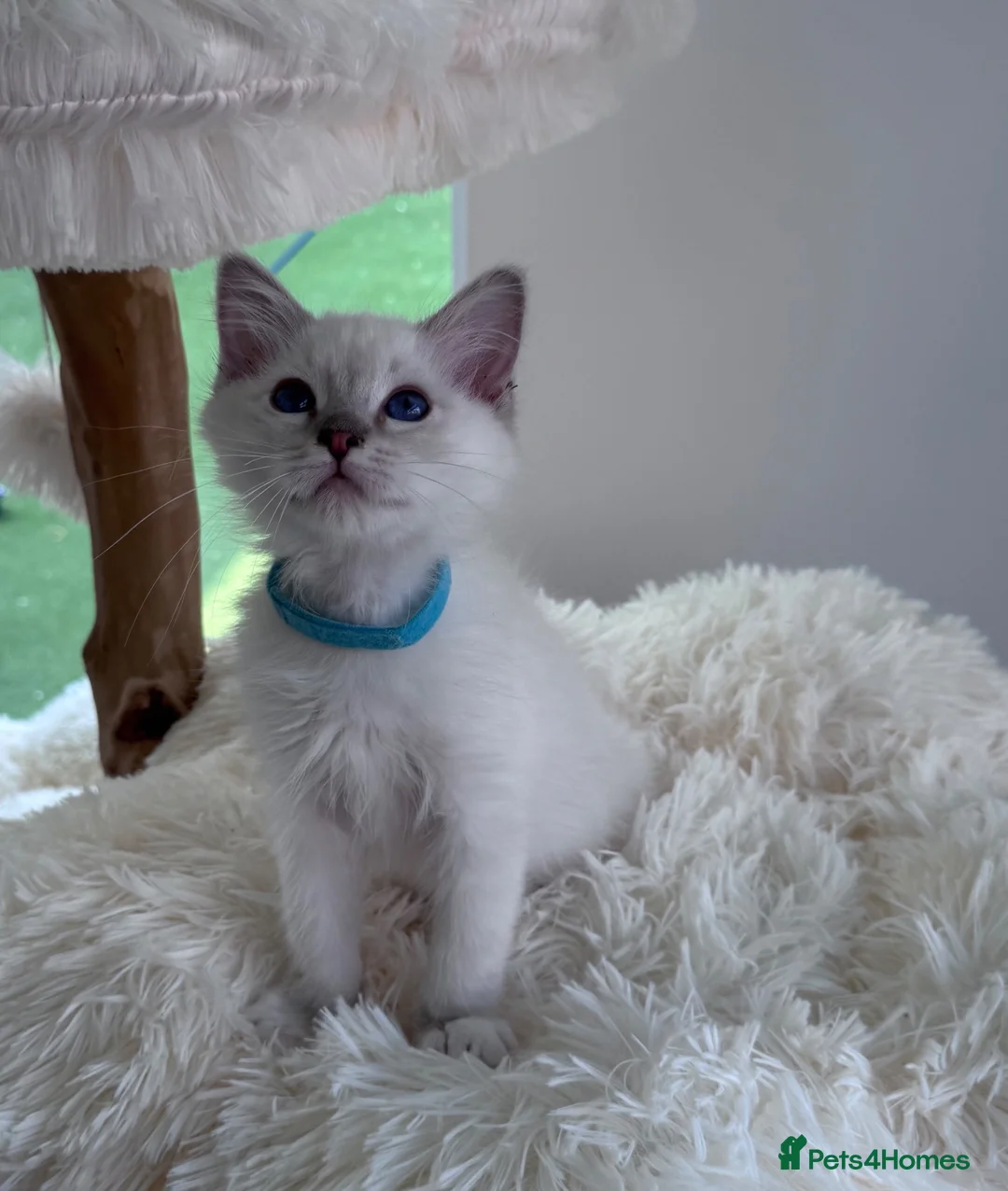 Ragdoll cats for sale: Beautiful TICA registered Ragdoll kittens  - Advert 1