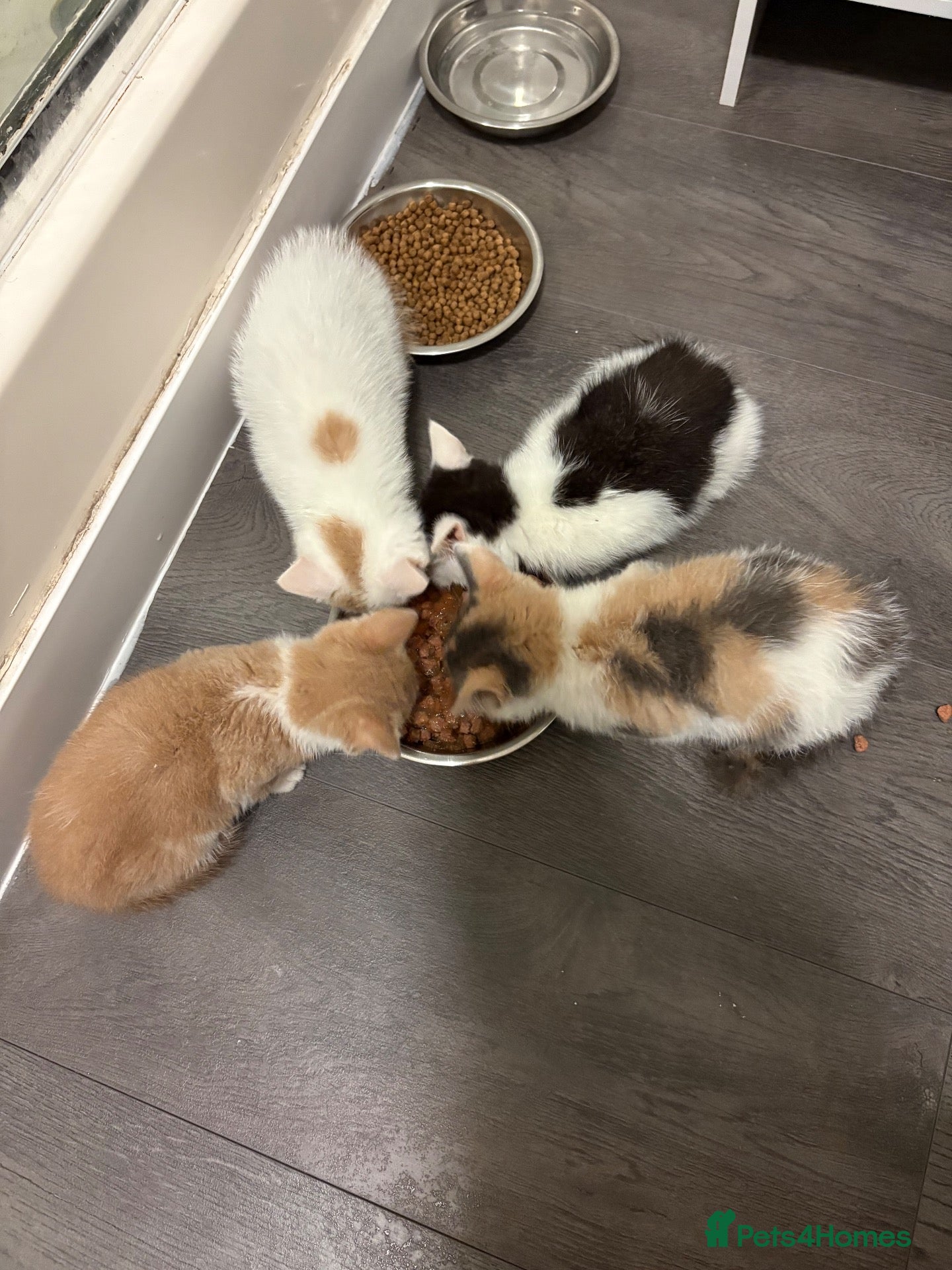 Mixed Breed cats Kittens for sale - Advert 2