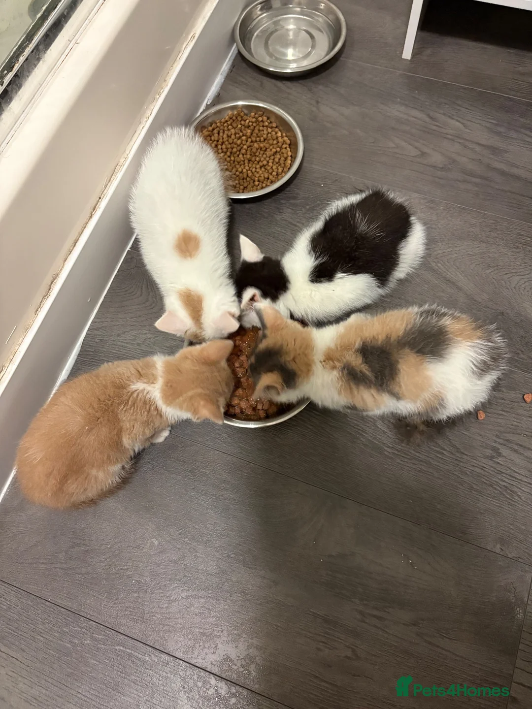 Mixed Breed cats for sale: Kittens for sale - Advert 1