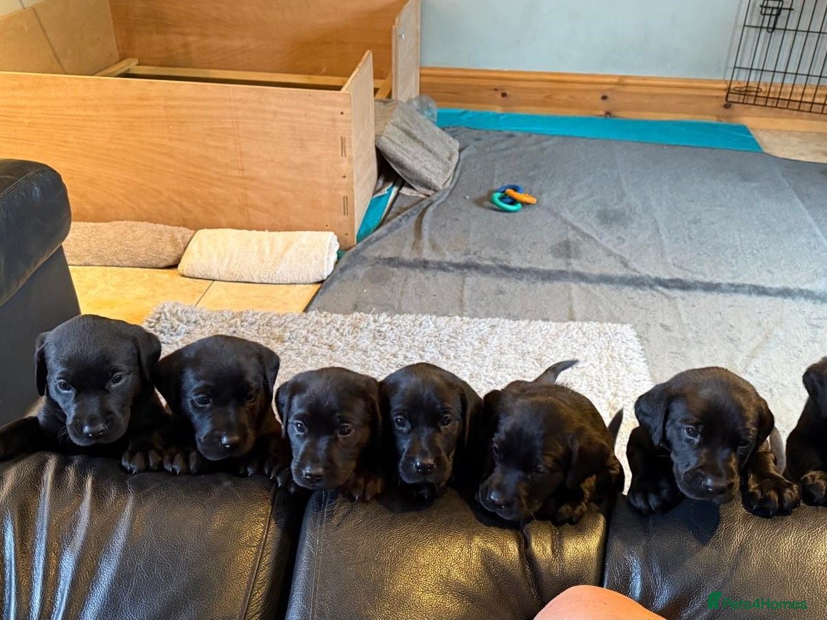 Labrador Retriever dogs Beautiful KC Labrador Puppies – FTCh Lines - Advert 1