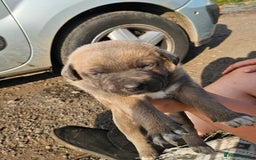 Mixed Breed dogs for sale: Belgian malinois/ border collie  - Image 15