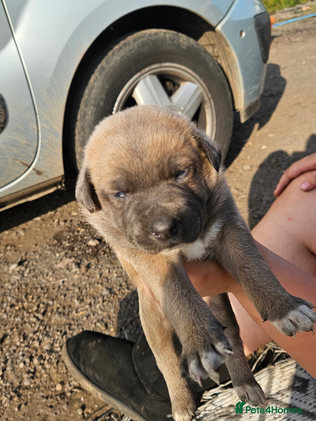 Mixed Breed dogs for sale: Belgian malinois/ border collie  - Image 15