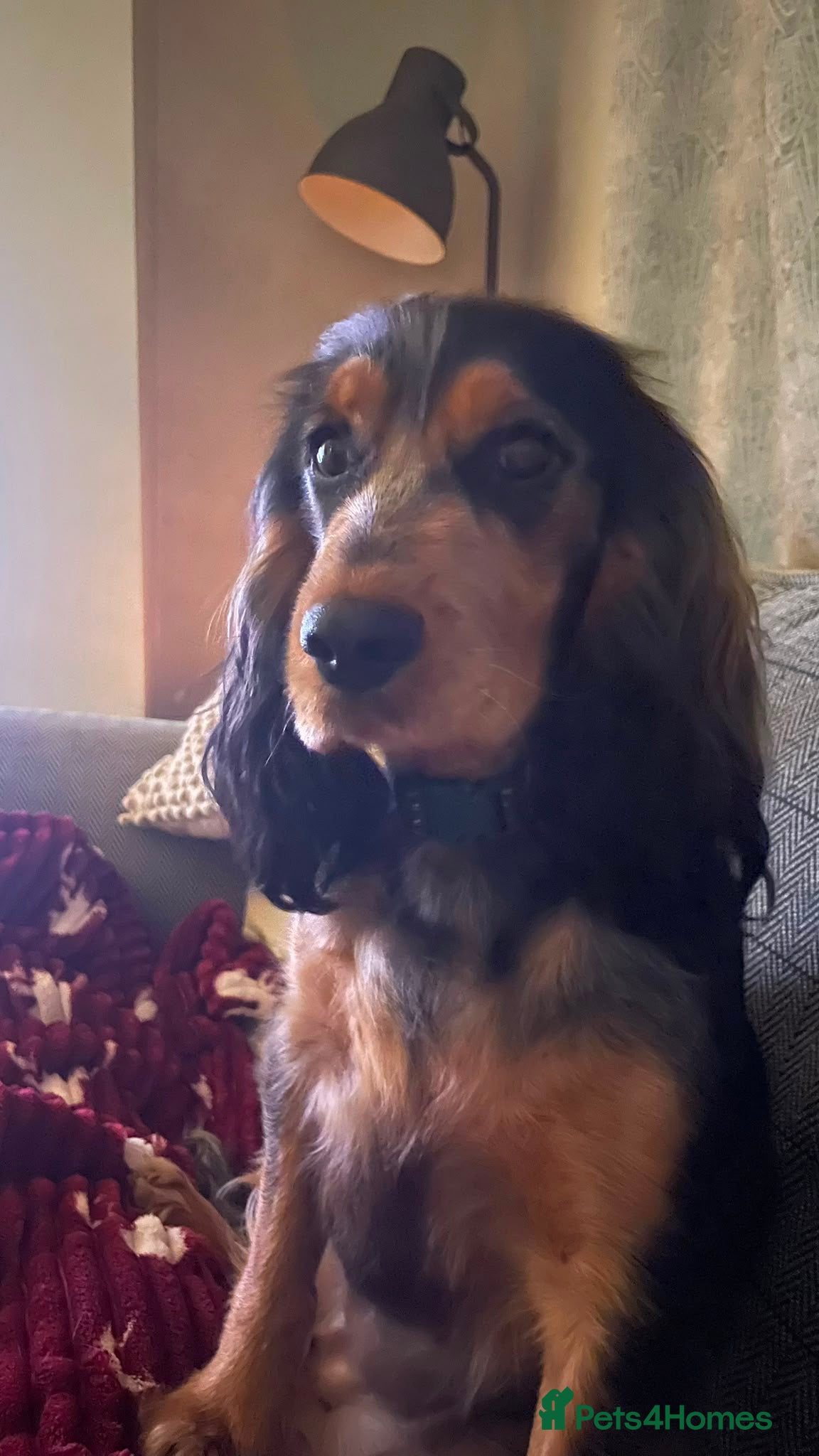 Cocker Spaniel dogs Show type Cocker Spaniels - Advert 1