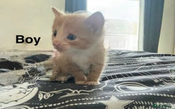 Domestic Shorthair cats for sale: 6 beautiful babies 5 boys and 1 girl - Image 14
