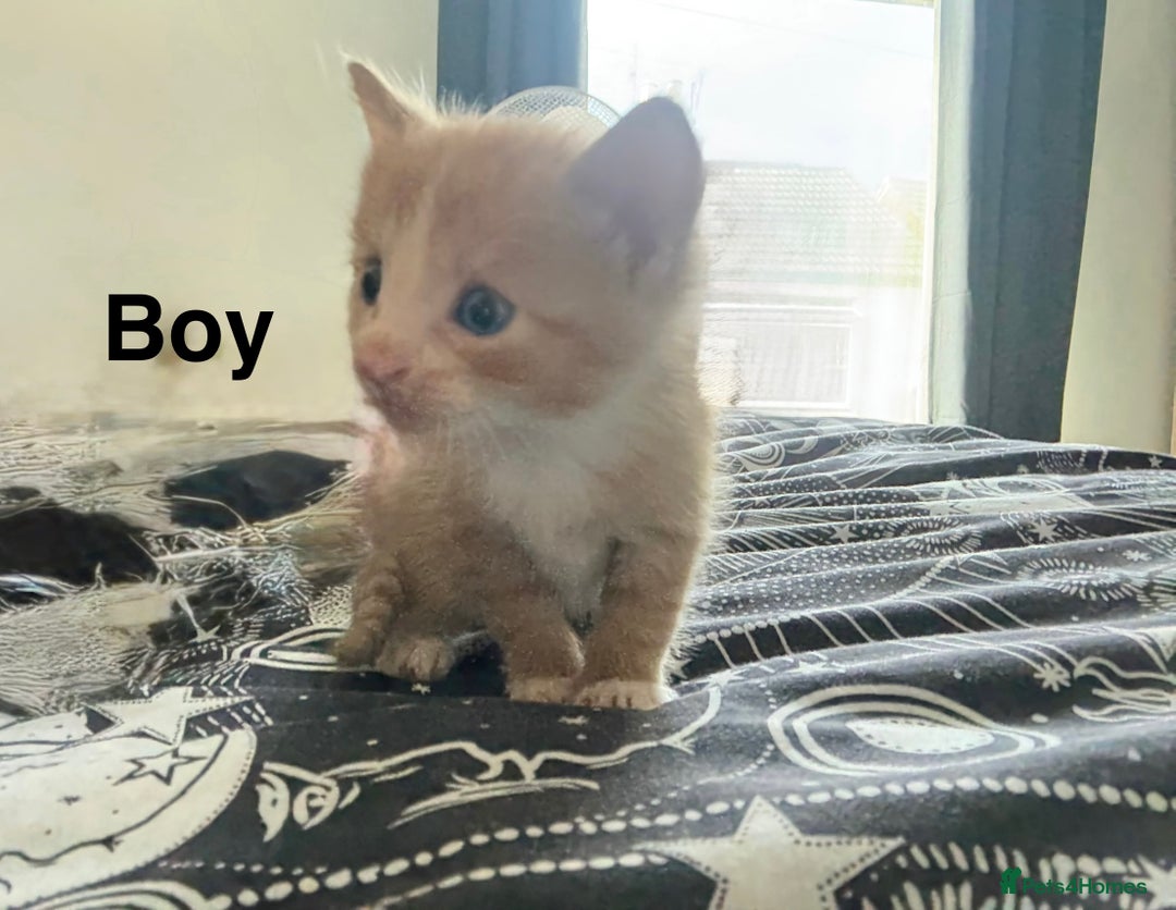 Domestic Shorthair cats for sale: 6 beautiful babies 5 boys and 1 girl - Image 14