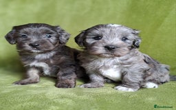 Lhasapoo dogs for sale: Lhasa Apso x Toy Poodle pups. Ready 11.09.25 - Image 3