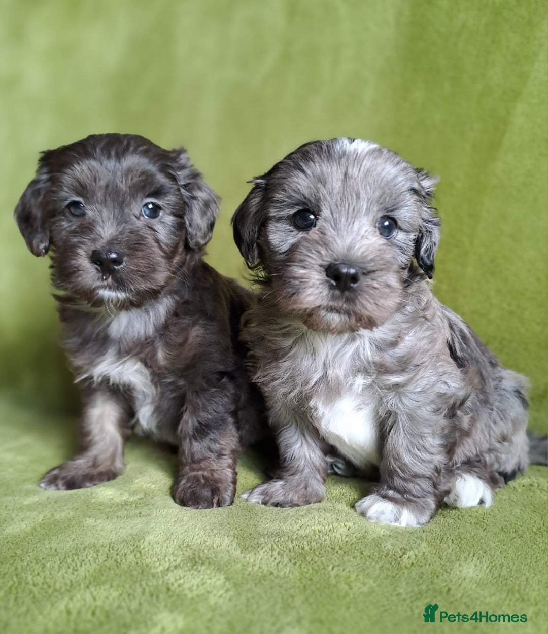 Lhasapoo dogs for sale: Lhasa Apso x Toy Poodle pups. Ready 11.09.25 - Image 3