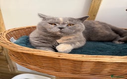 British Shorthair cats for sale: British Shorthair Adult  - Image 7