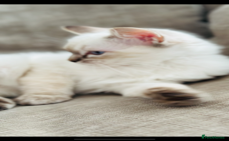 Ragdoll cats - Advert 11
