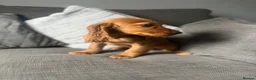 Cocker Spaniel dogs for sale: Gorgeous show cocker spaniel girl 16 weeks  - Advert 9