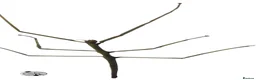 Stick Insects invertebrates for sale: X2 GIANT VIETNAMESE STICK INSECT (Ramulus artemis) - Advert 3