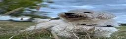 Maltese dogs for sale: 🐾 MEET ANGEL – A BEAUTIFUL 5-YEAR-OLD MALTESE  in London - Advert 1