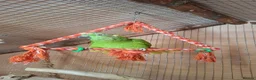 Parrots birds for sale: Proven pair yellow naped amazons  in Carrickfergus - Advert 2