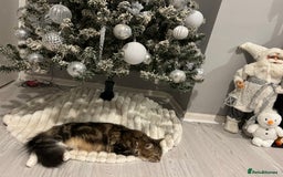 Mixed Breed cats for sale: 4 gorgeous kittens ready for amazing homes  - Advert 2