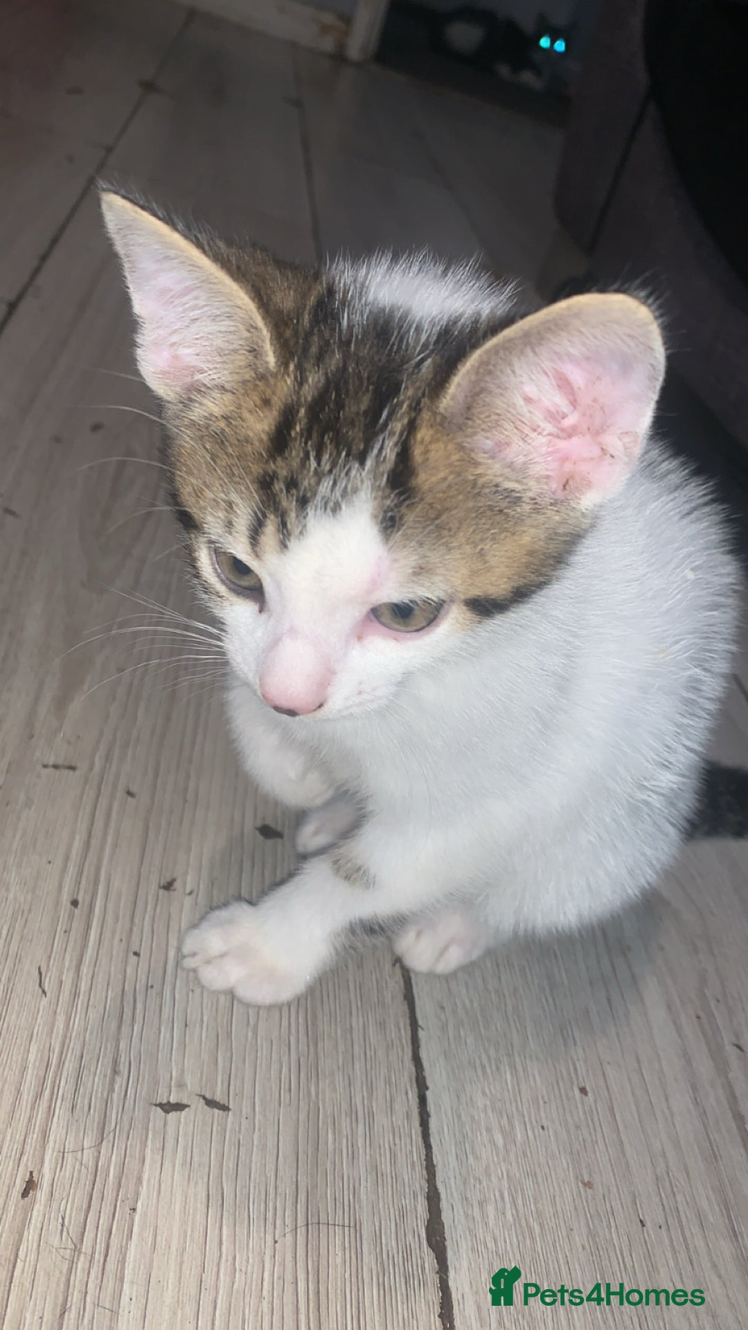 Mixed Breed cats for sale: 4 beautiful kittens for sale  - Image 3