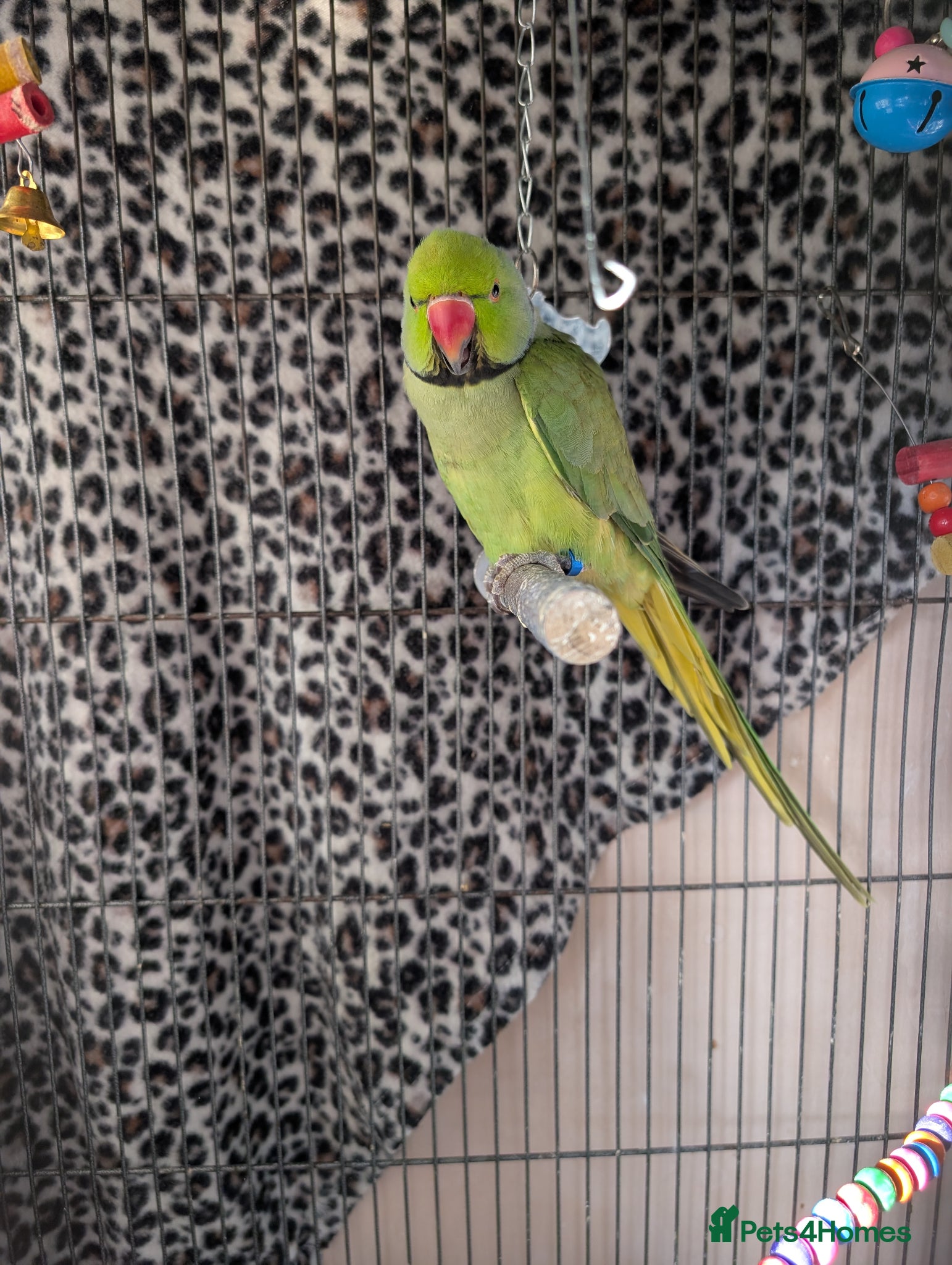 Ringnecks birds Male Ringneck - Advert 5