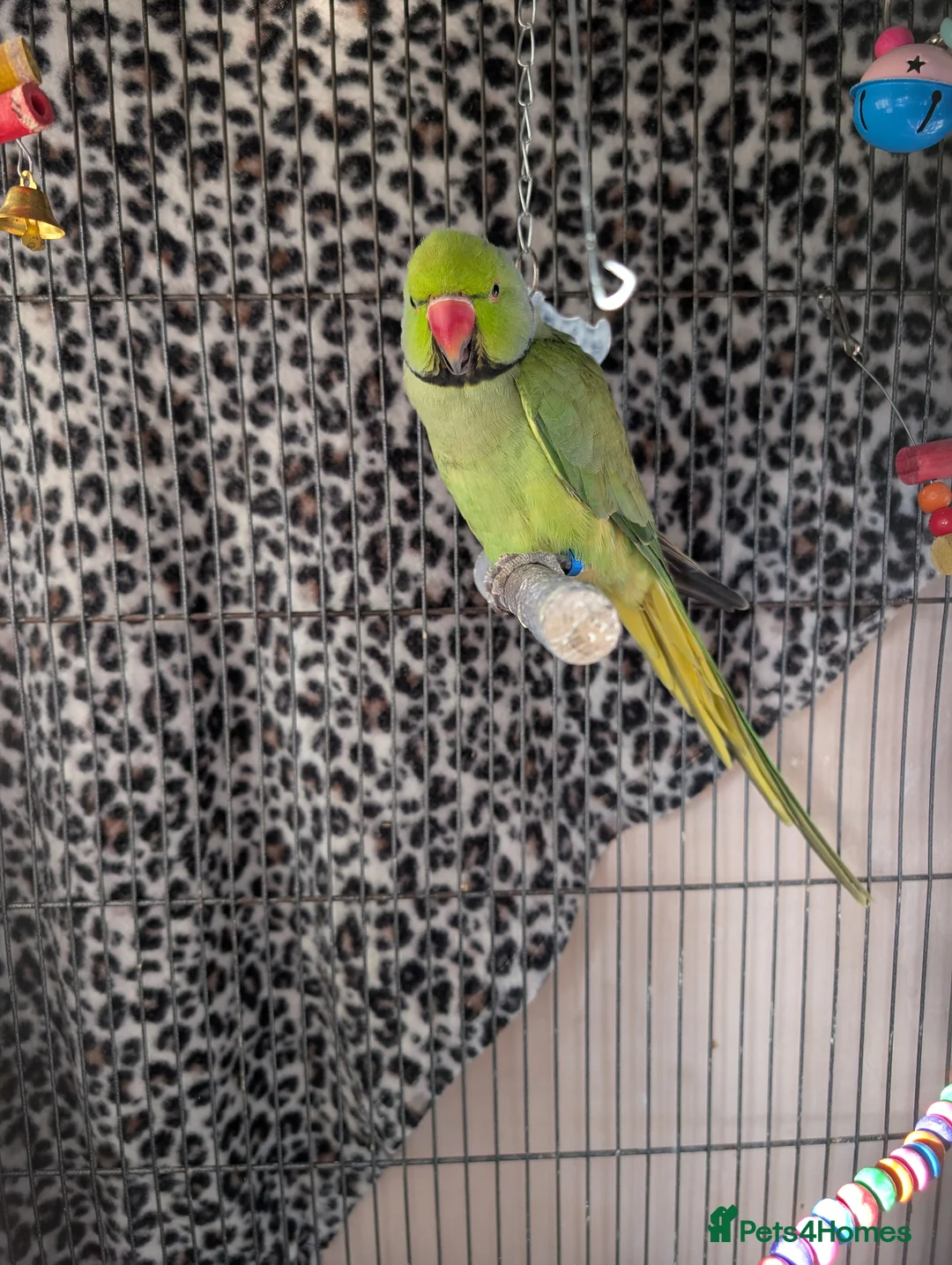 Ringnecks birds for sale: Male Ringneck in Boston - Advert 1