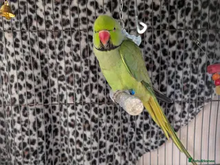 Ringnecks birds Male Ringneck - Advert 5