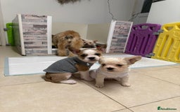 French Bulldog dogs for sale: French bulldogs  - Image 4