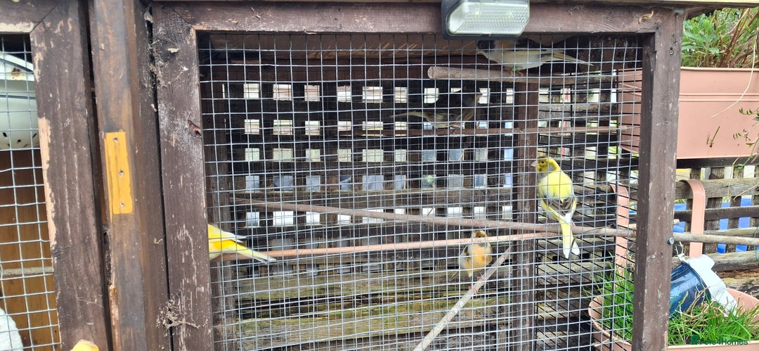 Canaries birds for sale: 6 Canaries  - Advert 4