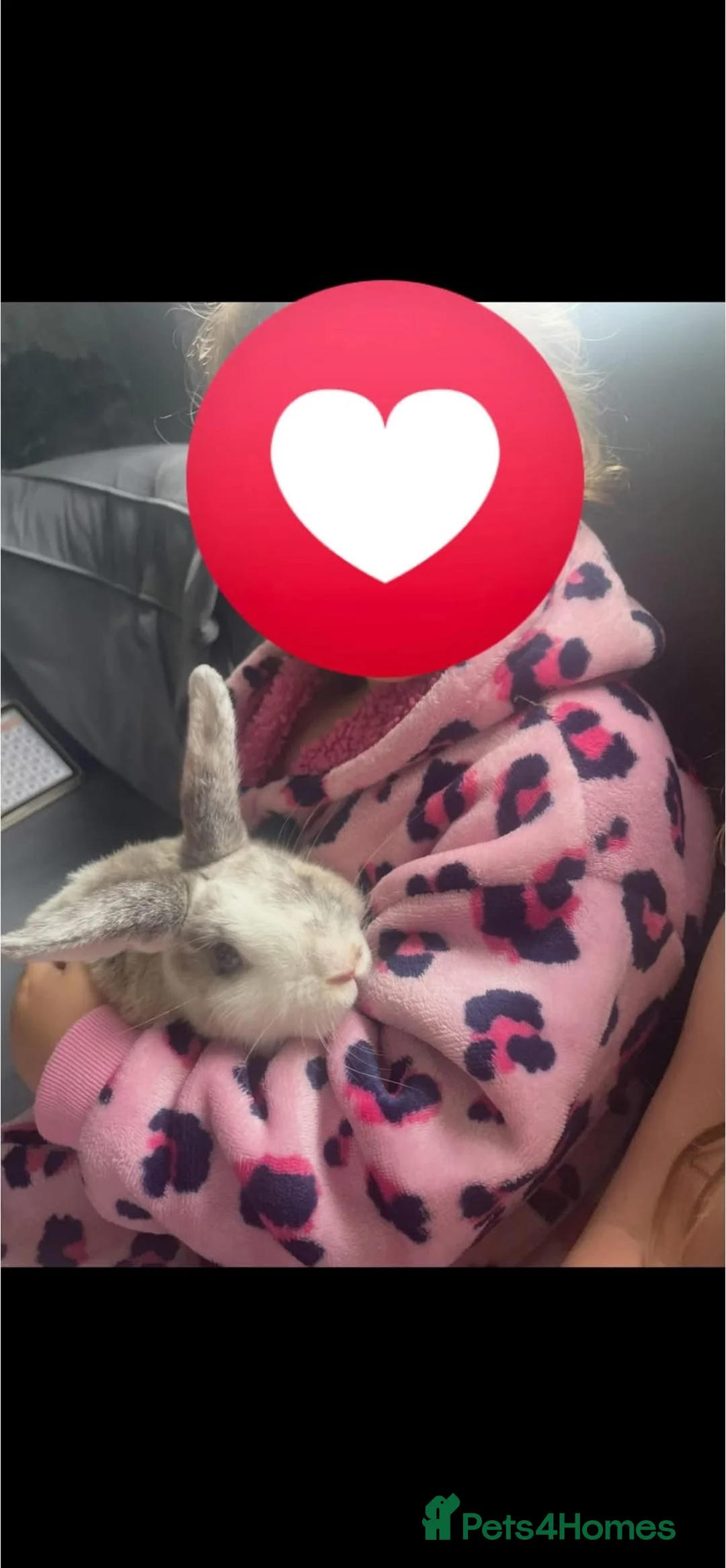 Rex rabbits for sale: Male grey and white  - Advert 3