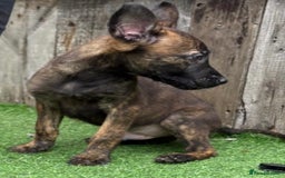 Belgian Shepherd Dog dogs for sale: Belgian malnois x Dutch sheppard puppies - Image 3