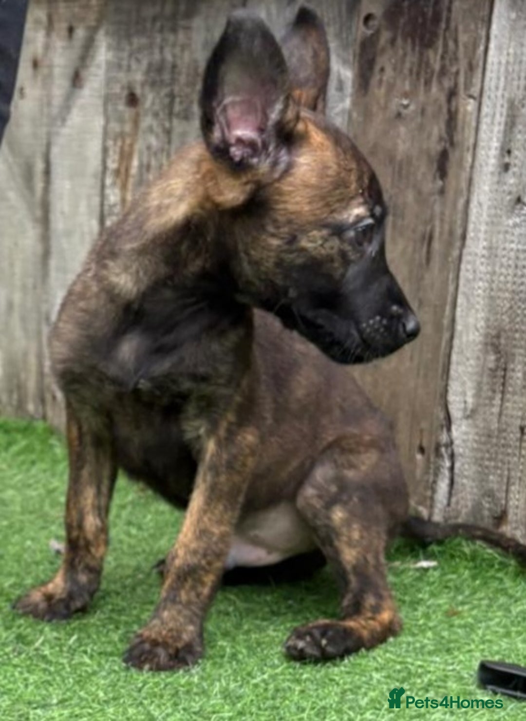 Belgian Shepherd Dog dogs for sale: Belgian malnois x Dutch sheppard puppies - Image 3