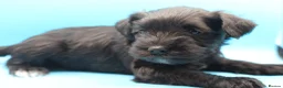 Miniature Schnauzer dogs for sale: 🌟 Exceptional KC Miniature Schnauzer Puppies 🌟 - Advert 7